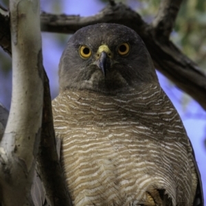 Accipiter fasciatus at Deakin, ACT - 30 Nov 2018