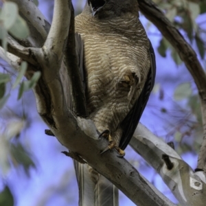 Accipiter fasciatus at Deakin, ACT - 30 Nov 2018