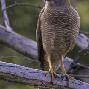 Accipiter fasciatus at Deakin, ACT - 30 Nov 2018