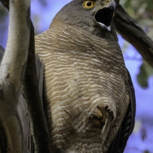 Accipiter fasciatus at Deakin, ACT - 30 Nov 2018