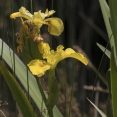 Iris pseudacorus (Yellow Flag) at Lake Burley Griffin West - 5 Dec 2018 by AlisonMilton