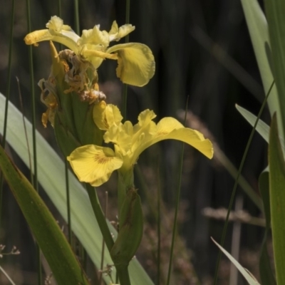 Iris pseudacorus (Yellow Flag) at Acton, ACT - 5 Dec 2018 by AlisonMilton