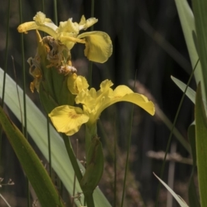 Iris pseudacorus at Acton, ACT - 5 Dec 2018