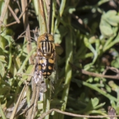 Eristalinus punctulatus (Golden Native Drone Fly) at Higgins, ACT - 4 Dec 2018 by AlisonMilton