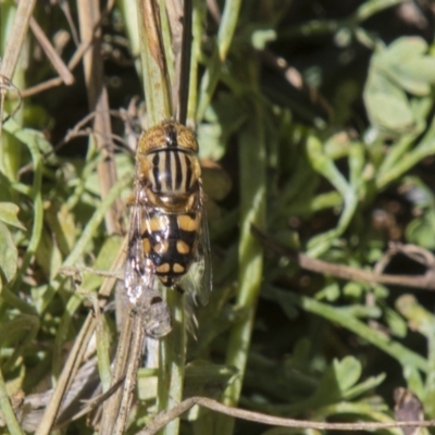 Eristalinus punctulatus (Golden Native Drone Fly) at Higgins, ACT - 4 Dec 2018 by AlisonMilton