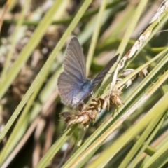 Zizina otis (Common Grass-Blue) at Lake Burley Griffin West - 5 Dec 2018 by Alison Milton