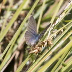 Zizina otis (Common Grass-Blue) at Mount Ainslie to Black Mountain - 5 Dec 2018 by AlisonMilton