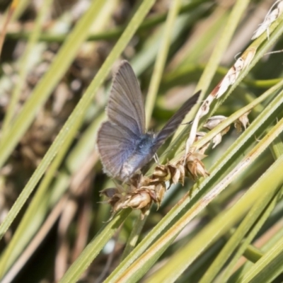 Zizina otis (Common Grass-Blue) at Acton, ACT - 5 Dec 2018 by AlisonMilton