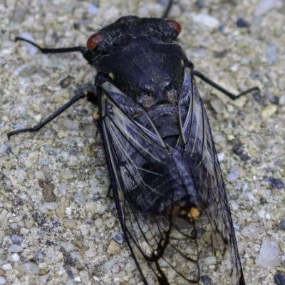 Psaltoda moerens (Redeye cicada) at Hughes, ACT - 29 Nov 2018 by BIrdsinCanberra