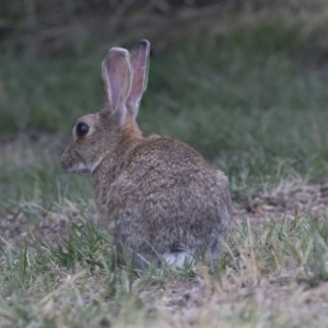 Oryctolagus cuniculus at Acton, ACT - 5 Dec 2018 02:07 PM