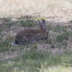 Oryctolagus cuniculus at Acton, ACT - 5 Dec 2018