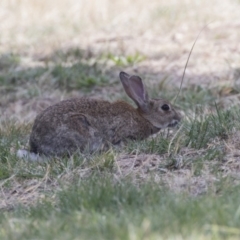 Oryctolagus cuniculus at Acton, ACT - 5 Dec 2018