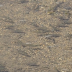 Gambusia holbrooki (Gambusia, Plague minnow, Mosquito fish) at Australian National University - 5 Dec 2018 by Alison Milton