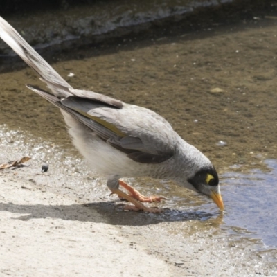 Manorina melanocephala (Noisy Miner) at Acton, ACT - 5 Dec 2018 by AlisonMilton