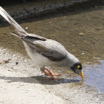 Manorina melanocephala (Noisy Miner) at Sullivans Creek, Acton - 5 Dec 2018 by Alison Milton