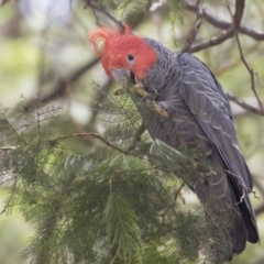 Callocephalon fimbriatum (Gang-gang Cockatoo) at Acton, ACT - 5 Dec 2018 by Alison Milton