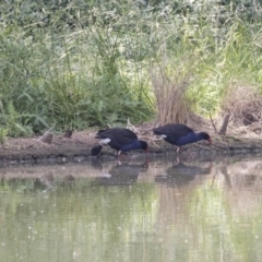 Porphyrio melanotus (Australasian Swamphen) at Acton, ACT - 5 Dec 2018 by AlisonMilton