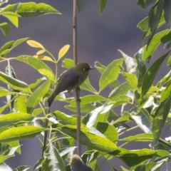 Zosterops lateralis (Silvereye) at Mount Ainslie to Black Mountain - 5 Dec 2018 by AlisonMilton
