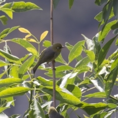 Zosterops lateralis (Silvereye) at Acton, ACT - 5 Dec 2018 by AlisonMilton