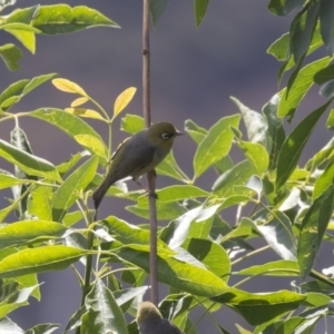 Zosterops lateralis at Acton, ACT - 5 Dec 2018