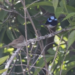 Malurus cyaneus (Superb Fairywren) at ANU Liversidge Precinct - 5 Dec 2018 by Alison Milton