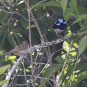 Malurus cyaneus at Acton, ACT - 5 Dec 2018