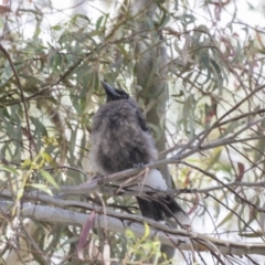 Strepera graculina (Pied Currawong) at Australian National University - 5 Dec 2018 by Alison Milton