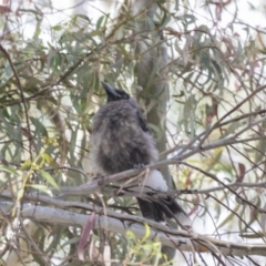 Strepera graculina (Pied Currawong) at Acton, ACT - 5 Dec 2018 by AlisonMilton