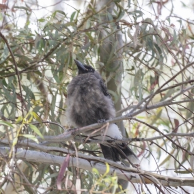 Strepera graculina (Pied Currawong) at Acton, ACT - 5 Dec 2018 by AlisonMilton