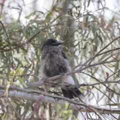 Strepera graculina at Acton, ACT - 5 Dec 2018 02:48 PM