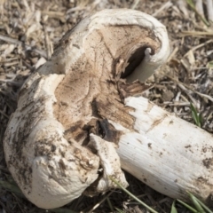 Agaricus sp. at Acton, ACT - 5 Dec 2018