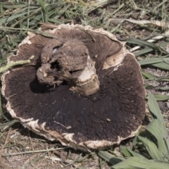 Agaricus sp. at Acton, ACT - 5 Dec 2018