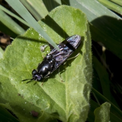 Hermetia illucens (American Soldier Fly) at Higgins, ACT - 3 Dec 2018 by Alison Milton