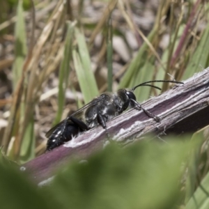 Sphex sp. (genus) at Acton, ACT - 5 Dec 2018