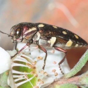 Diphucrania duodecimmaculata at Hackett, ACT - 5 Dec 2018