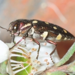 Diphucrania duodecimmaculata (12-spot jewel beetle) at Black Mountain - 5 Dec 2018 by Harrisi
