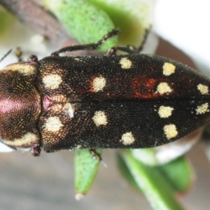 Diphucrania duodecimmaculata at Hackett, ACT - 5 Dec 2018 07:59 PM