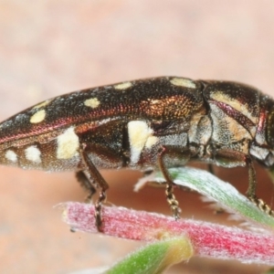 Diphucrania duodecimmaculata at Hackett, ACT - 5 Dec 2018