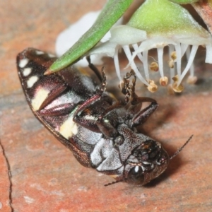 Diphucrania duodecimmaculata at Hackett, ACT - 5 Dec 2018 07:59 PM