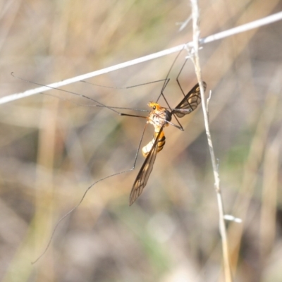 Leptotarsus (Leptotarsus) clavatus (A crane fly) at Paddys River, ACT - 2 Dec 2018 by Harrisi