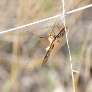 Leptotarsus (Leptotarsus) clavatus at Paddys River, ACT - 2 Dec 2018