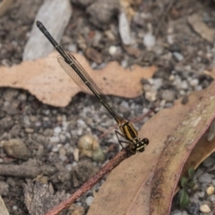 Nososticta solida (Orange Threadtail) at Australian National University - 5 Dec 2018 by AlisonMilton