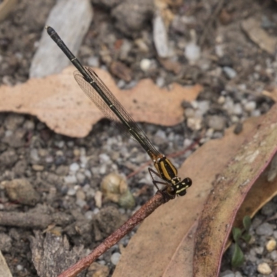 Nososticta solida (Orange Threadtail) at Australian National University - 5 Dec 2018 by AlisonMilton