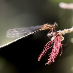 Nososticta solida at Acton, ACT - 5 Dec 2018