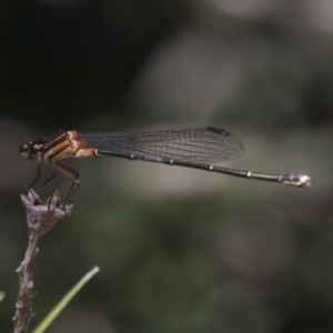 Nososticta solida at Acton, ACT - 5 Dec 2018