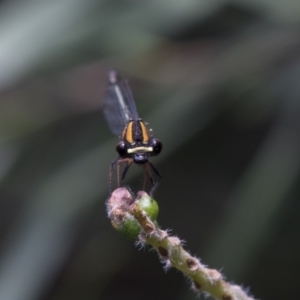 Nososticta solida at Acton, ACT - 5 Dec 2018