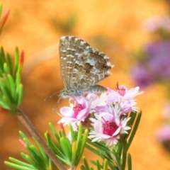 Theclinesthes serpentata (Saltbush Blue) at Acton, ACT - 2 Dec 2018 by Harrisi