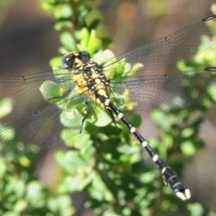 Hemigomphus heteroclytus (Stout Vicetail) at Paddys River, ACT - 3 Dec 2018 by Harrisi