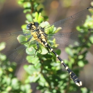 Hemigomphus heteroclytus at Paddys River, ACT - 3 Dec 2018