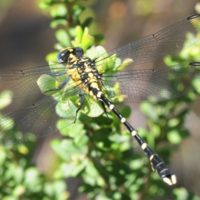 Hemigomphus heteroclytus (Stout Vicetail) at Bullen Range - 3 Dec 2018 by Harrisi